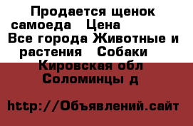Продается щенок самоеда › Цена ­ 15 000 - Все города Животные и растения » Собаки   . Кировская обл.,Соломинцы д.